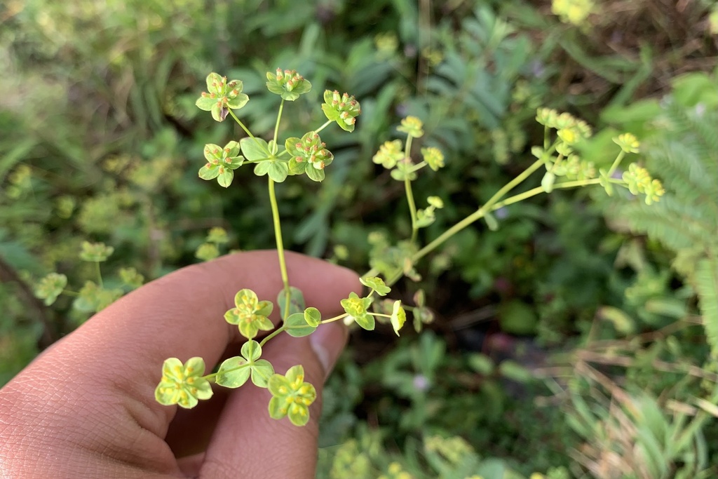 Bupleurum hamiltonii (Bupleurum hamiltonii)