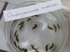 Echinogammarus marinus