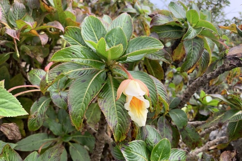 Impatiens kerriae