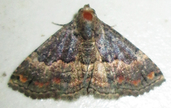 Eublemma nigrivitta