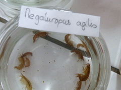 Megaluropus agilis