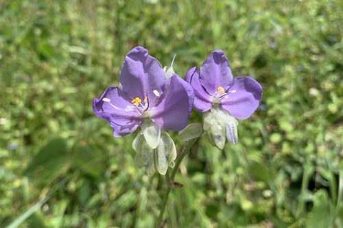 Murdannia gigantea