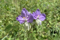 Murdannia gigantea