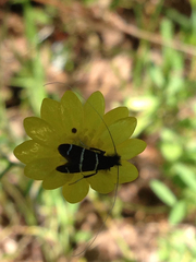 Adela trigrapha