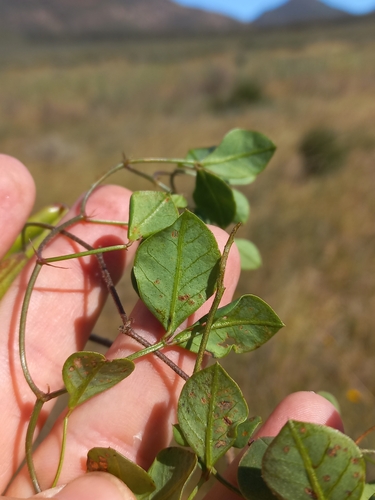 Image of Indigofera rubrovinacea by (c) Brian du Preez, some rights reserved (CC BY-SA)
