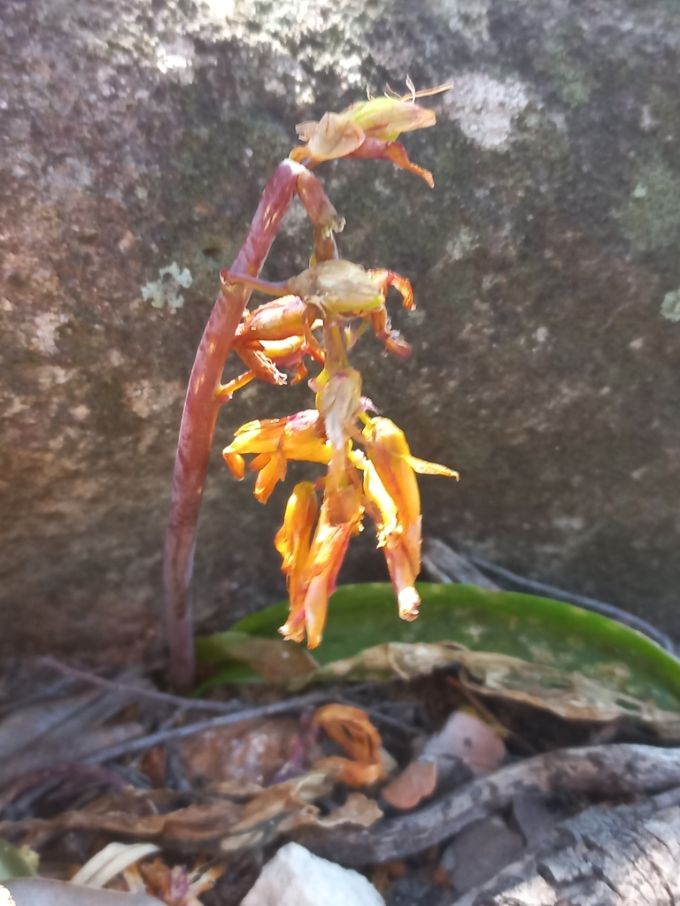 Lachenalia flava, Cape Winelands, ZA-WC, ZA