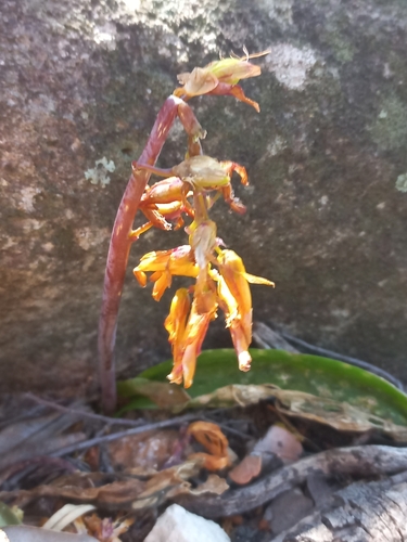 Image of Lachenalia flava by (c) Brian du Preez, some rights reserved (CC BY-SA)