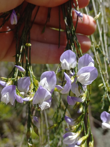 Giant Fountainbush (Psoralea gigantea)