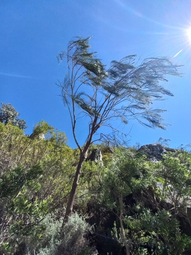 Image of Psoralea gigantea by (c) Brian du Preez, some rights reserved (CC BY-SA)