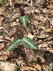 Trillium decipiens