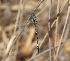 Parasynthemis regina