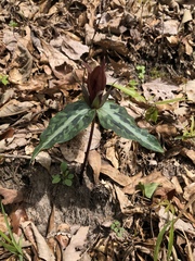 Trillium decipiens