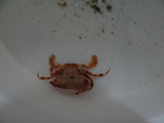 Liocarcinus pusillus