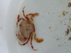Liocarcinus pusillus