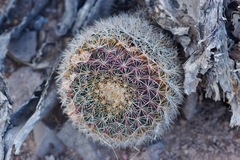 Mammillaria grusonii