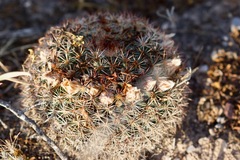 Mammillaria grusonii