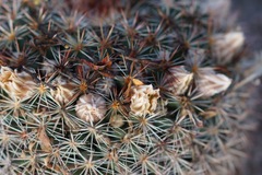 Mammillaria grusonii