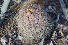 Echinomastus durangensis