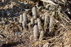 Mammillaria pottsii