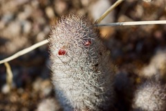 Mammillaria pottsii