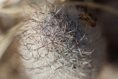 Mammillaria pottsii