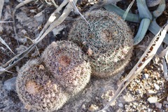 Mammillaria grusonii
