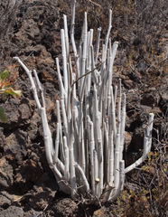 Ceropegia fusca image