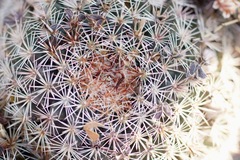 Mammillaria grusonii