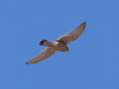 Falco tinnunculus canariensis