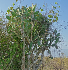 Opuntia cochenillifera