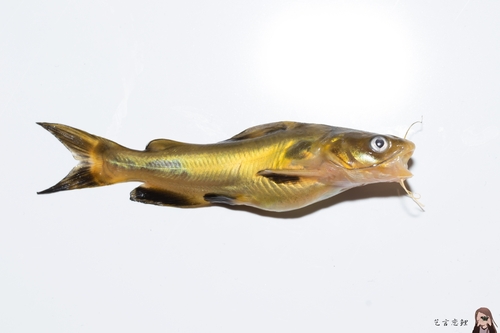 Chinese longsnout catfish (Tachysurus sinensis) — Bagridae — 3