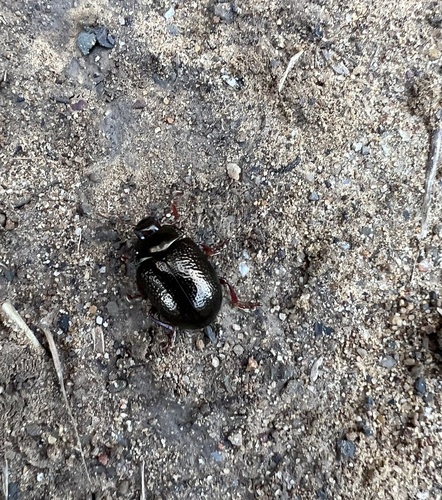 Bronze Beetle, Mount Tamalpais State Park, Muir Beach, CA, US, photo 6 of 10