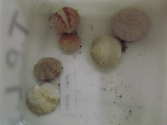 Dosinia exoleta