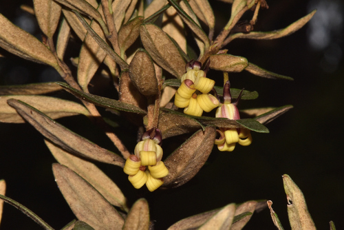 Cheesewood (Pittosporum bicolor)
