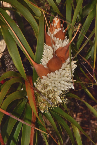 Image of Dragon Heath by (c) James (Jim) Duggan, some rights reserved (CC BY-SA)