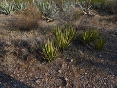 Agave albomarginata