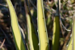 Agave albomarginata