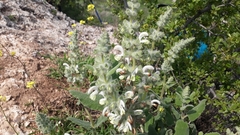 Salvia dominica