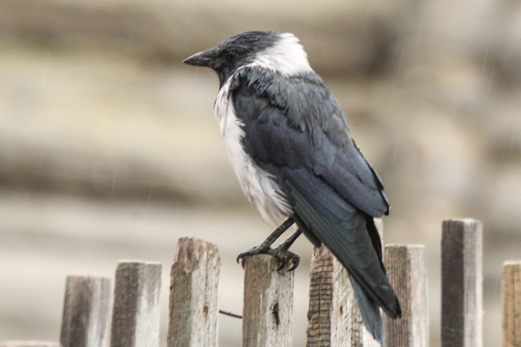Daurian Jackdaw (Coloeus dauuricus)