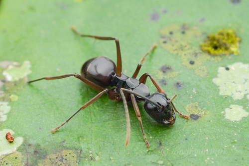 Polyrhachis equinaPolyrhachis equina