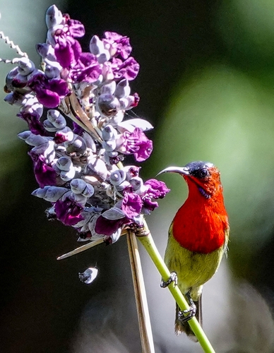 Crimson Sunbird (Aethopyga siparaja), photo 3
