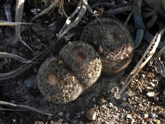 Mammillaria grusonii