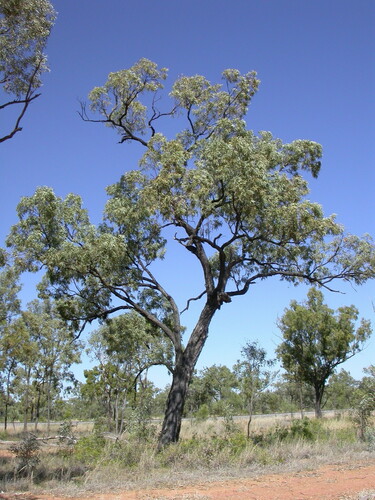 White's Ironbark (Eucalyptus whitei)
