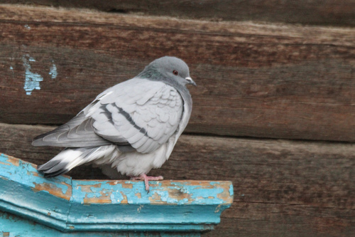 Hill Pigeon (Columba rupestris), photo 10