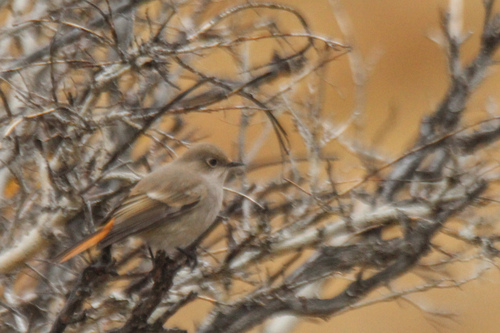 Eversmann's Redstart (Phoenicurus erythronotus), photo 10