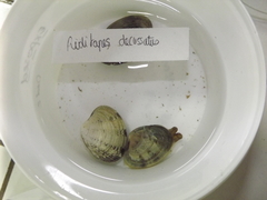 Ruditapes decussatus