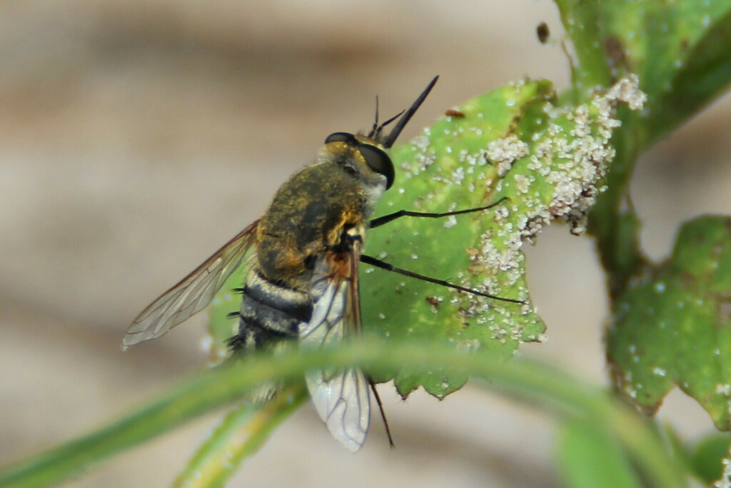 Eurycarenus dichopticus