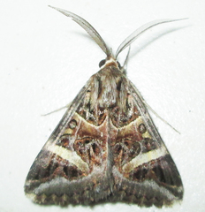 Cerocala vermiculosa