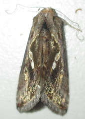 Chrysodeixis acuta