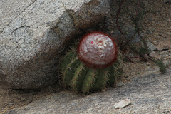 Melocactus macracanthos